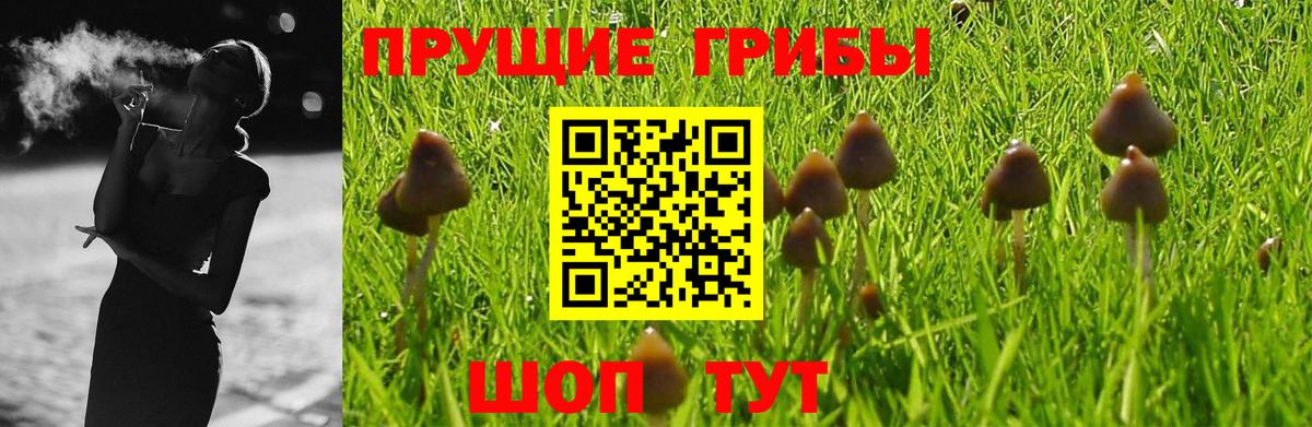 Галлюциногенные грибы Cubensis  Вход с VPN  Татарск  Псилоцибиновые грибы Psilocybe 
